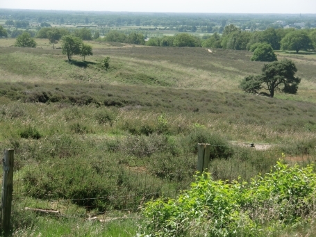 Mook en Middelaar NL : Von diesem Aussichtspunkt in der Mookerheide geht der Ausblick über die Maas-Niederung bis zur Kirche von Cuijk ( liegt auf der anderen Maasseite, Provinz Nordbrabant ).